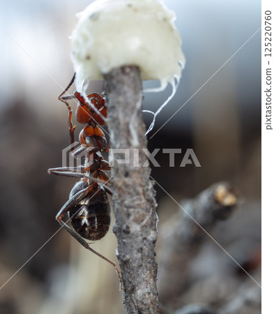 big forest ants in a native habitat big forest ants in a native habitat 125220760