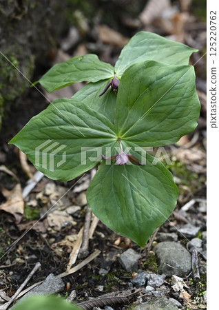 Flowers of Enrenciou Flowers of Enrenciou 125220762