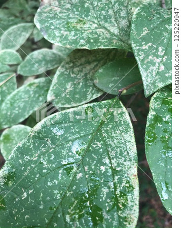 Variegated green leaf closeup texture. Variegated green leaf closeup texture. 125220947