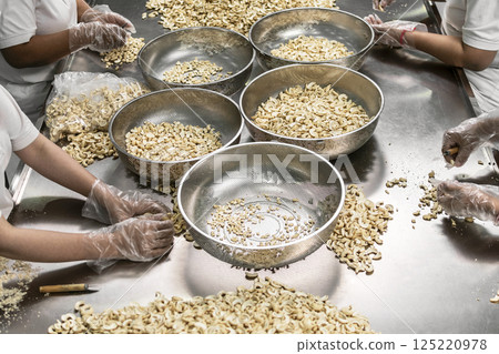 workers sorting cashew nuts inside modern agricultural processing factory in thailand workers sorting cashew nuts inside modern agricultural processing factory in thailand 125220978