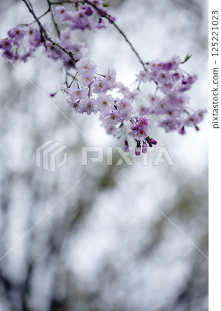 春天的花朵、樹木的特寫與垂枝櫻花-2 春天的花朵、樹木的特寫與垂枝櫻花-2 125221023