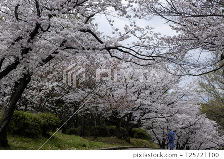 A man in blue clothes walking home along a row of cherry blossom trees 125221100