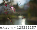 Cherry blossom buds and light 125221157