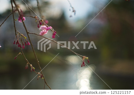 櫻花花蕾和燈光 125221157