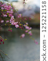 Cherry blossoms hanging over the lake 125221158