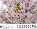 Contrast of cherry blossoms and leaves 125221159