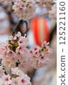 Cute cherry blossoms in spring 125221160