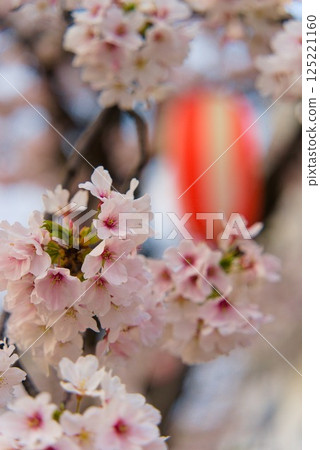 春天可愛的櫻花 125221160