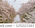 Cherry tree in full bloom  125221161