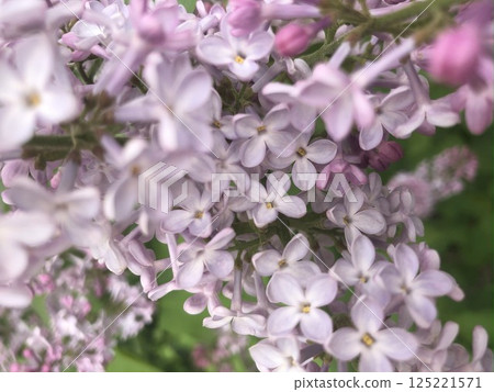 Close-up of delicate pink lilac flowers in full bloom during springtime. Floral background. 125221571