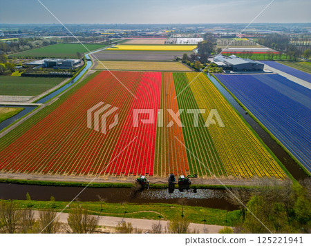 A stunning aerial view of vibrant tulip fields in full bloom, featuring red, yellow, and blue flower rows with green fields and distant buildings under a bright spring sky. 125221941
