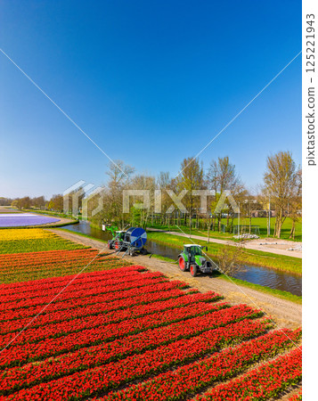 Aerial view of vibrant tulip fields in full bloom, with two tractors drawing water from a canal, creating a striking contrast between nature, machinery, and the colorful rows of flowers. Blue sky. 125221943