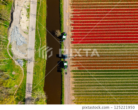 Aerial view of vibrant tulip fields in full bloom, with two tractors drawing water from a canal, creating a striking contrast between nature, machinery, and the colorful rows of flowers. Aerial view of vibrant tulip fields in full bloom, with two tractors drawing water from a canal, creating a striking contrast between nature, machinery, and the colorful rows of flowers. 125221950