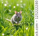 A Japanese field mouse runs through the grassland 125222280