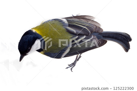 over a titmouse over a titmouse 125222300