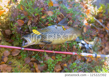 Lovely autumn salmon 125222302