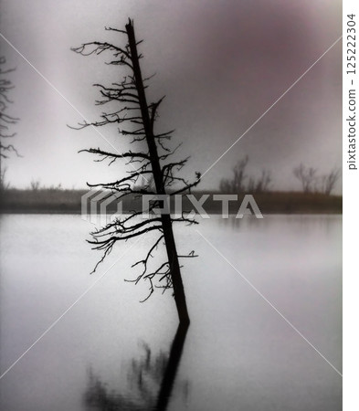 scary tree in swamp 125222304