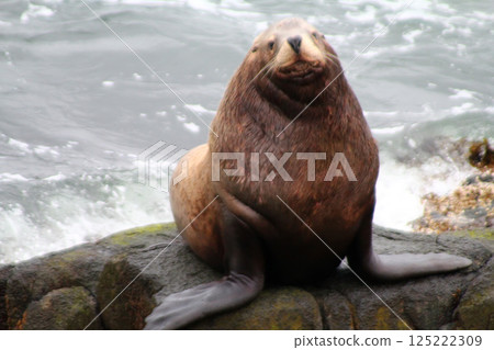 The Northern sea Lion (Steller sea lion). 125222309