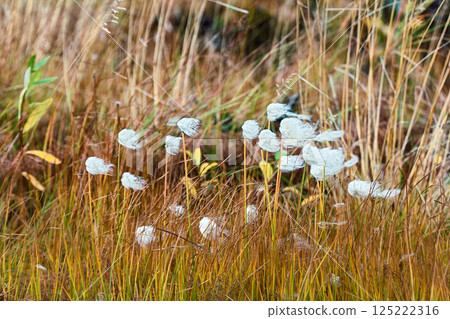 Cottongrass - fruit blossoms 125222316