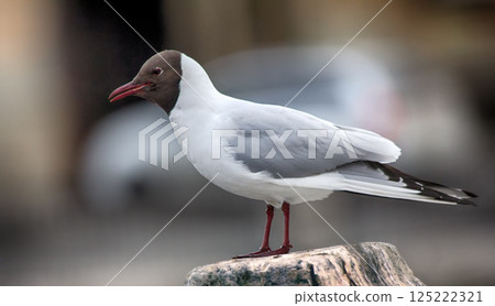 Black-headed gulls on background of houses and cars Black-headed gulls on background of houses and cars 125222321