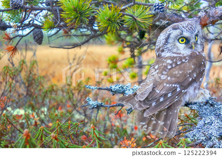 Tengmalm's owl near nest Tengmalm's owl near nest 125222394
