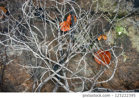 In air pollution and fires in tundra crowberry died In air pollution and fires in tundra crowberry died 125222395