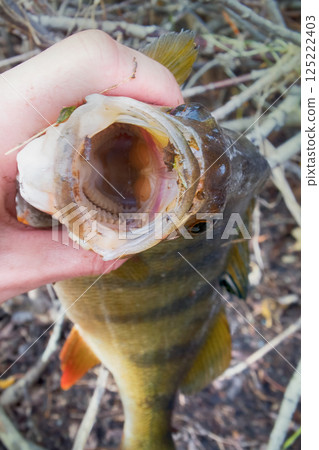 large thick perch fishing on river large thick perch fishing on river 125222403