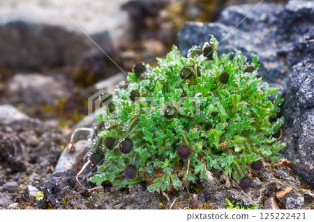 clump of arctic poppy (buds) prevents penetration of ice dew clump of arctic poppy (buds) prevents penetration of ice dew 125222421