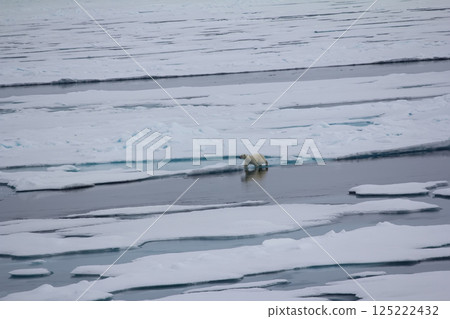 Polar bear goes into the expanses of the Arctic ocean Polar bear goes into the expanses of the Arctic ocean 125222432