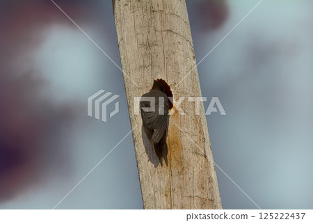 Black woodpecker hollows hollow Black woodpecker hollows hollow 125222437