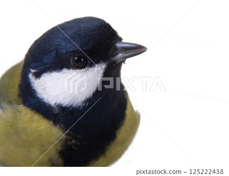 The titmouse largely The titmouse largely 125222438