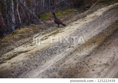 capercailye (Tetrao urogallus) out on gravel road 125222439