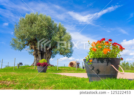 Nagashima Farm [2000-year-old olive tree] 125222453