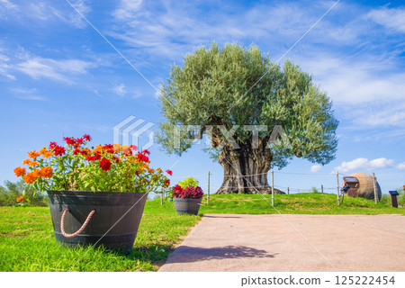 Nagashima Farm [2000-year-old olive tree] 125222454