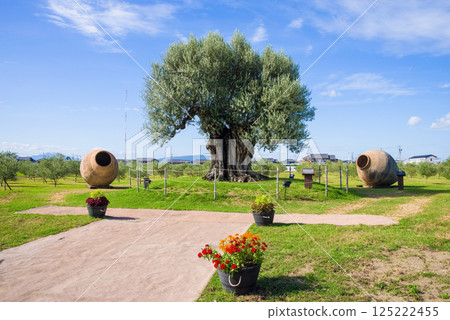 Nagashima Farm [2000-year-old olive tree] 125222455