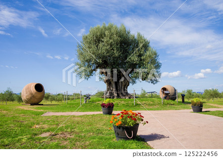 Nagashima Farm [2000-year-old olive tree] 125222456