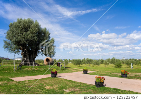 長島農場[樹齡2000年的橄欖樹] 125222457