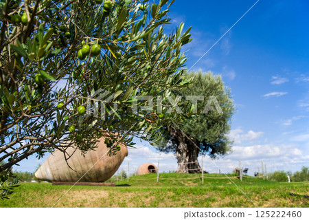 Nagashima Farm [2000-year-old olive tree] 125222460