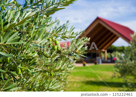 Nagashima Farm Olive Tree Nagashima Farm Olive Tree 125222461
