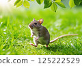 A Japanese house mouse walking on two legs 125222529