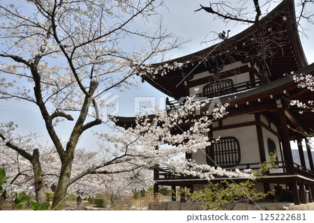 觀世音寺的觀音堂和櫻花(京都市山科區) 觀世音寺的觀音堂和櫻花(京都市山科區) 125222681
