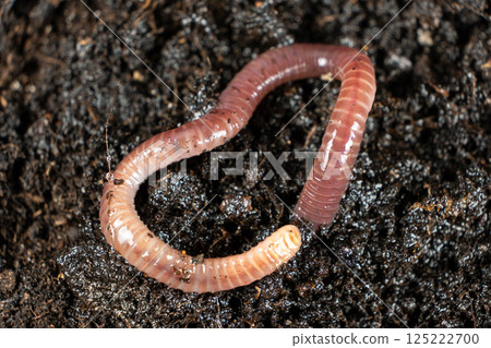 Earthworm on Soil Close-Up Macro View 125222700