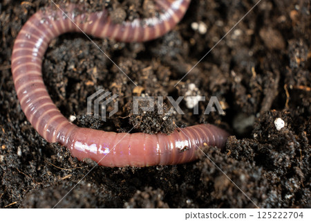 Earthworm on Soil Close-Up Macro View Earthworm on Soil Close-Up Macro View 125222704