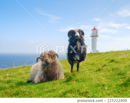 Highland sheeps in a meadow. Faroe Islands, Denmark. View of the field and animal. 125222809
