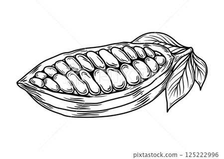 Cocoa pods and beans. Cacao bob. For packaging, cards, flayers Cocoa pods and beans. Cacao bob. For packaging, cards, flayers 125222996