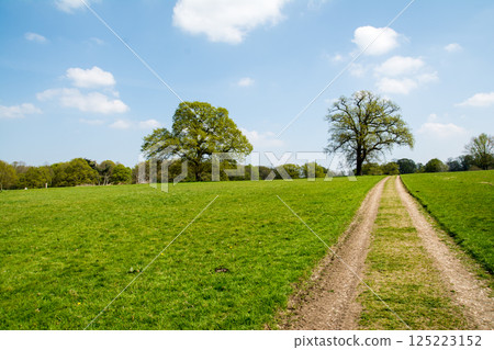 Trees in a field and a long road under a bright blue sky with clouds, Hatchlands, on the outskirts of London 125223152