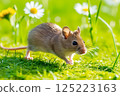 A Japanese field mouse running through the spring grass 125223163