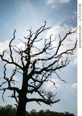 A bare branch of a tree backlit by the bright sun in a blue sky, Hatchlands, on the outskirts of London 125223198