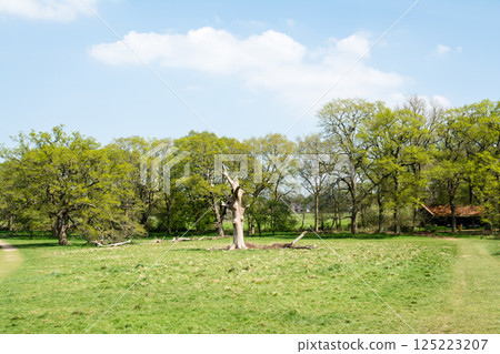A large tree standing in a spacious field under a bright blue sky and white clouds in Hatchlands, a suburb of London A large tree standing in a spacious field under a bright blue sky and white clouds in Hatchlands, a suburb of London 125223207