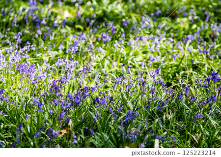 Pale purple bluebells growing in natural surroundings in Hatchlands, a suburb of London 125223214